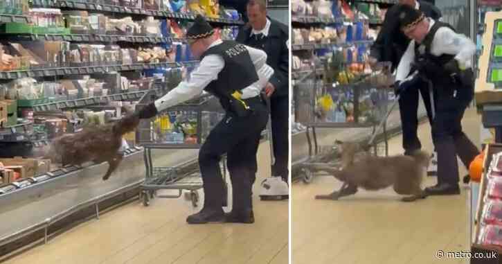 Shock moment a coyote is pulled out of a grocery store fridge