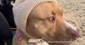 Dora the dog needs snood and raincoat after illegal ear cropping