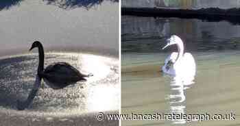 Stricken cygnet rescued from frozen canal underneath M65 by RSPCA