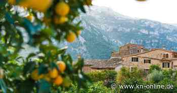 Mallorca im Frühling besonders schön: Orangenernte in Sóller