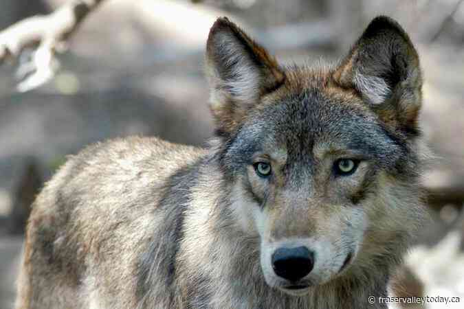 Operation underway to capture B.C. wolves for relocation in Colorado