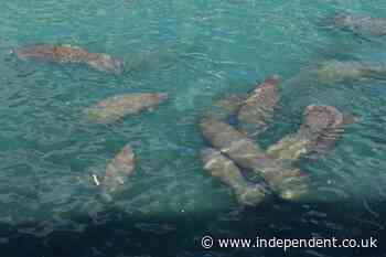 Why herds of manatees are huddling in water near America's power plants