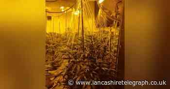 900 cannabis plants seized after illegal cultivation found in this town