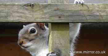 Gardeners warned if they have squirrels in their garden they must act now