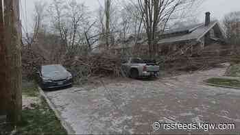 Lake Oswego rethinks tree management after destructive 2024 storm