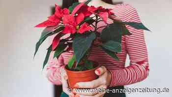 Weihnachtsstern übersommern: Darauf sollten Blumenbesitzer jetzt achten