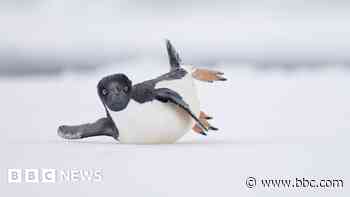 In Pictures: Bird photo exhibition to visit museum