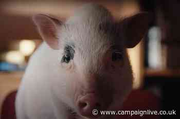 La Vie ad portrays man seeming to eat a ham sandwich with gusto in front of a pig