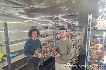 Bert (55) en zoon Blomme (24) kweken paddenstoelen in hun huis in Leuven-centrum