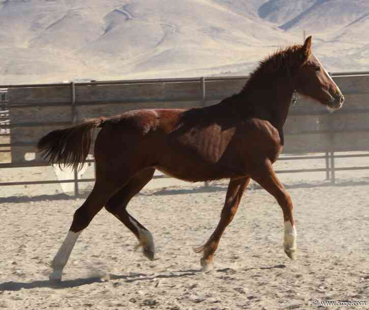 BLM to host wild horse, burro adoption event in Las Cruces