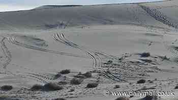 Reckless joyriders slammed for destroying rare plants in Death Valley dunes