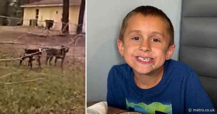 Boy, 8, mauled to death by stray dogs he stopped to pet in his neighborhood