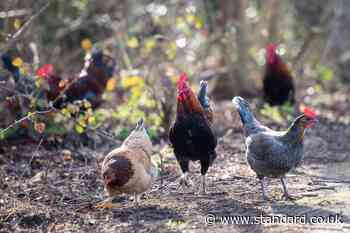 Chicken poo a factor in housing moratoriums, MPs told