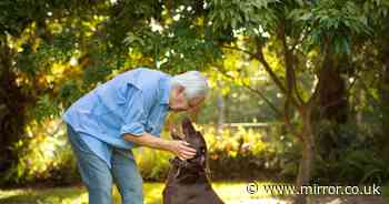 Dog trainer reveals one command every pet should learn and it's not sit