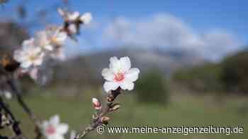 Zur Mandelblüte nach Mallorca: Wann ist die geeignete Reisezeit?