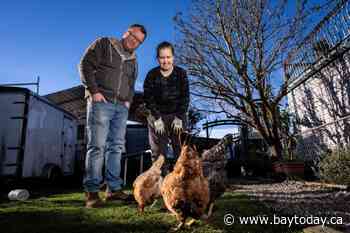 Vancouver backyard chickens practise social distancing from wild birds amid H5N1 risk