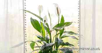 Clear sign your peace lily plant is struggling - and mistake that stops flowers