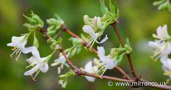 Winter blooming plants gardeners should put in their gardens right now