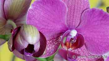 Eierschalen als Geheimwaffe bei Orchideen: So nutzen Sie sie richtig