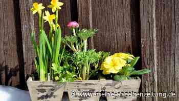 Sieben Frühblüher, die Sie ab Januar auf dem Balkon pflanzen können