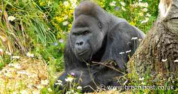 Bristol Zoo blasts 'misinformed' intruders