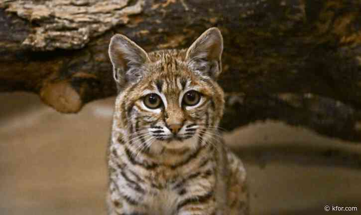 Oklahoma City Zoo welcomes rescued bobcat