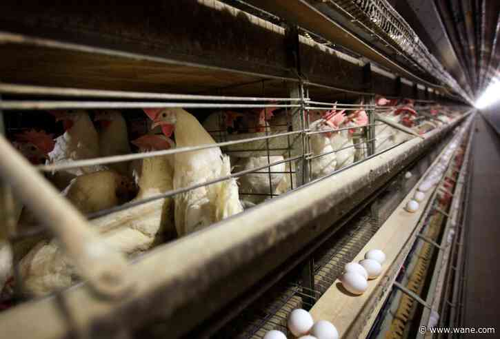 Bird flu concerns disease, economic professors