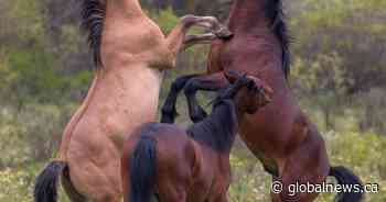 ‘Horses are my world’: Advocates decry Alberta plan to control wild horse population