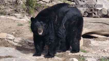 Maggie the Black Bear celebrates 20th birthday