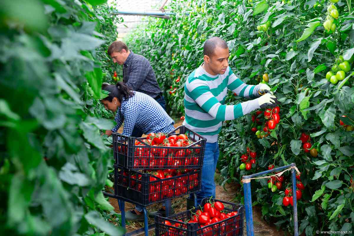 FNV: nog veel mis met uitzendwerk in de glastuinbouw