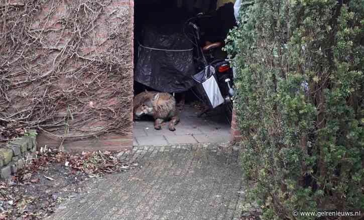 Dierenarts die wolf moest verdoven stond in verkeerde woonplaats