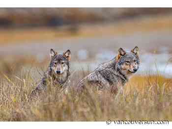 Nicholas Read: B.C.'s wolf cull continues. So do the human activities that degrade caribou habitat