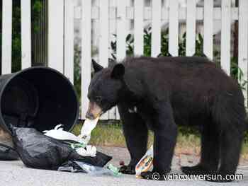 Black bear killings dropped by half in 2024, says B.C. Conservation Officer Service