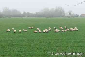 Schapen op wandel