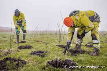 12.500 boompjes en struiken kondigen nieuw bos aan in Gentse Kanaalzone