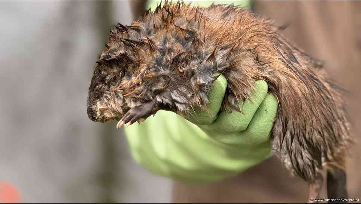 Flevoland - 2320 muskusratten gedood; waarom wordt het dier uitgeroeid in Flevoland?