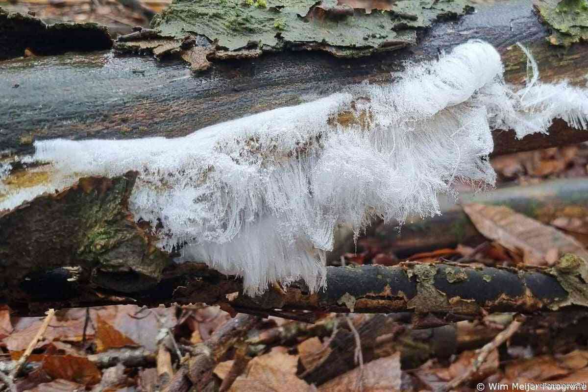 Nog geen strenge winter, maar wel een met een ‘baard’