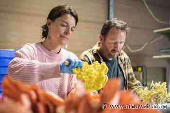 Wim (42) en Marie-Laure (43) kweken exotische paddenstoelen: “We willen landbouwers motiveren om ook champignons te telen”