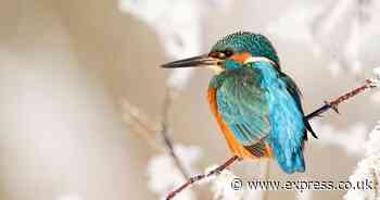 Everyone with birds in their garden urged to do two things in bad weather