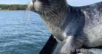 Seals wearing ‘hats’ spotted in Atlantic Canada as part of research study