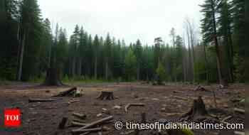 WWF blasts Sweden, Finland over logging practices