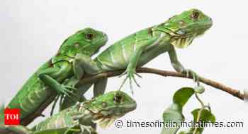 Taiwan plans to cull up to 120,000 green iguanas due to their negative impact on agriculture