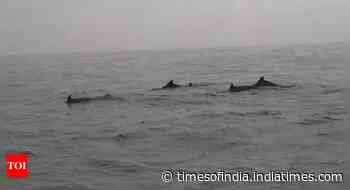 Three day dolphin census begins in Odisha