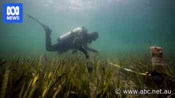 Marine heatwave suspected cause of mass fish deaths in WA