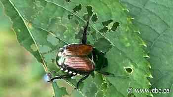 Invasive Japanese beetles found last year in Kamloops for the first time