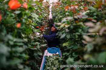 Just in time for Valentine’s Day, trade dispute with Colombia threatens flower imports