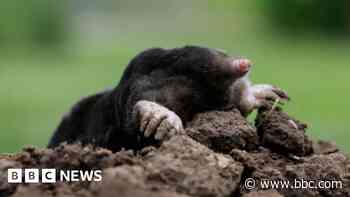 Moles killed by gassing after causing damage to graves