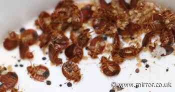 Crucial mistake to avoid otherwise bedbug infestation could get worse