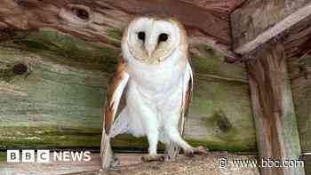 Malnourished barn owl released after rescue