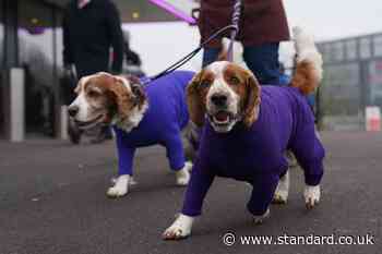 Crufts 2025: where you can watch this year’s dog show